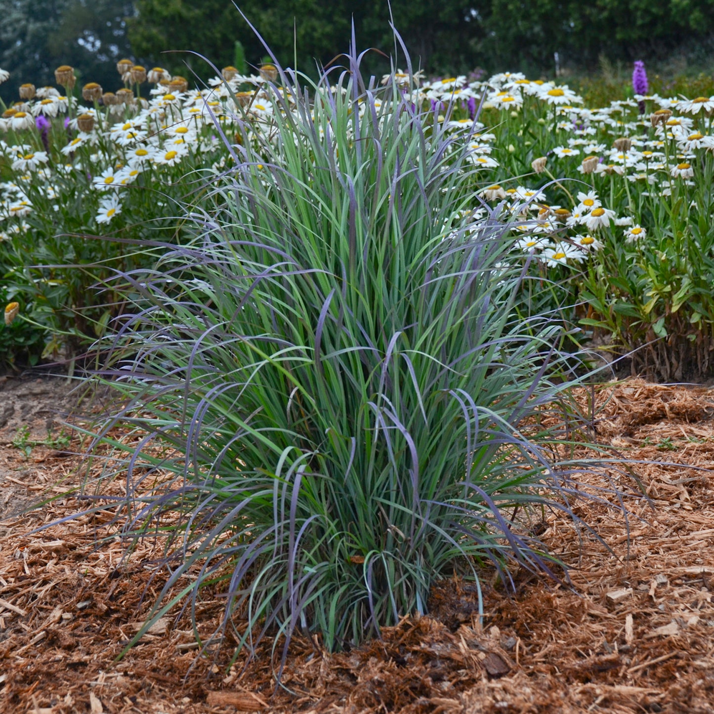 Grass, Little Bluestem 'Twilight Zone' (Schizachyrium)