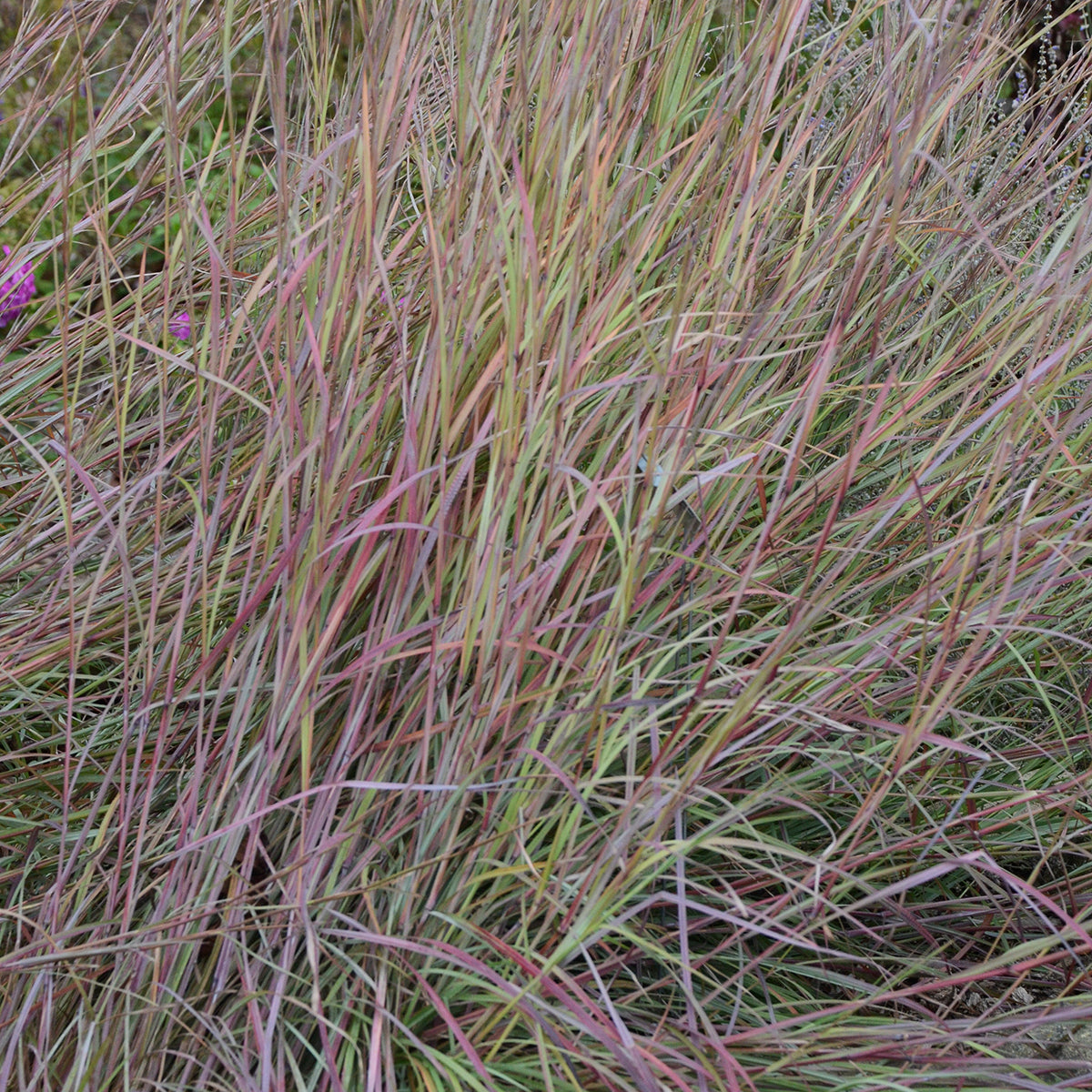 Grass, Little Bluestem 'Twilight Zone' (Schizachyrium)