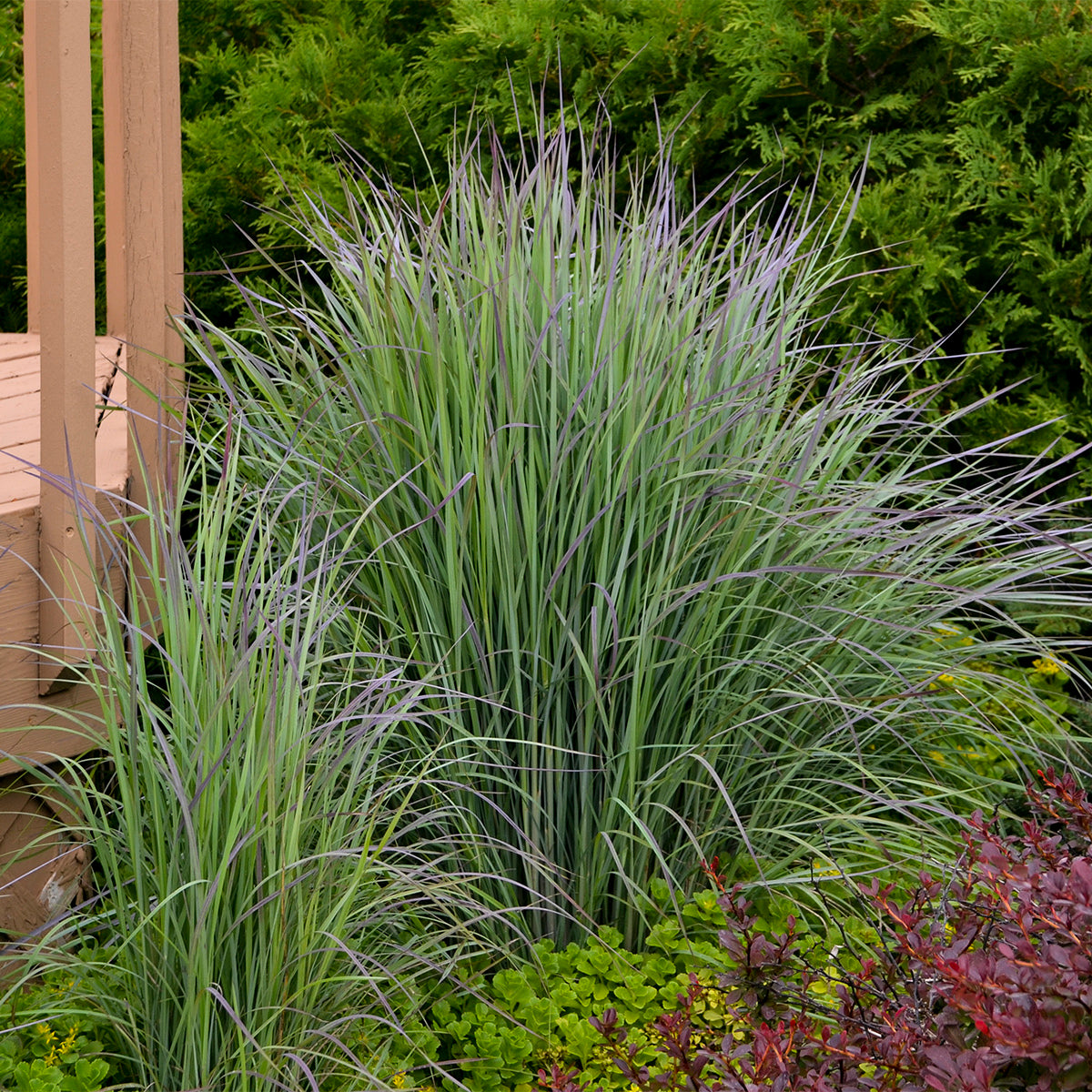 Grass, Little Bluestem 'Twilight Zone' (Schizachyrium)