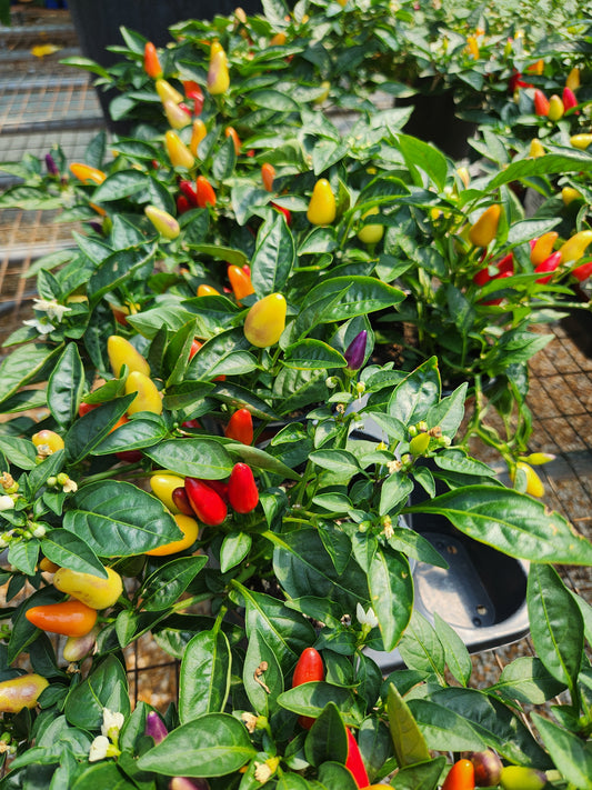 Pepper, Ornamental (Capsicum)