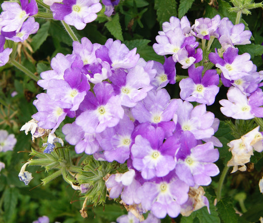 Seasonal- Verbena, Garden