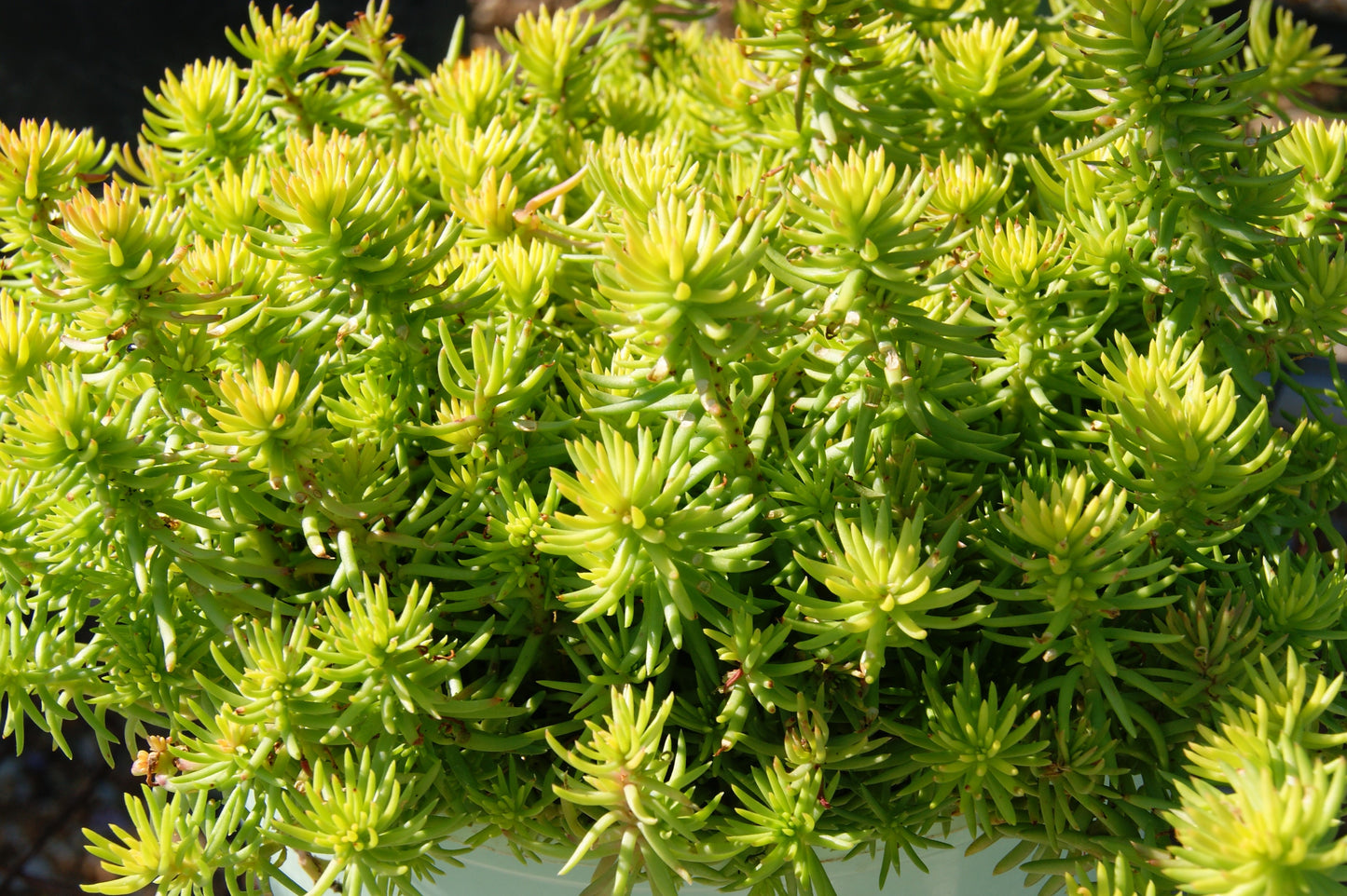 Sedum rupestre 'Angelina's Teacup'