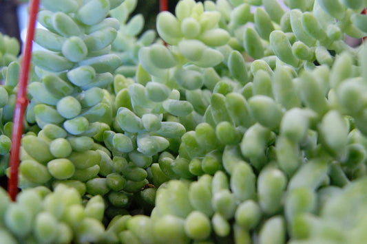 Burro's Tail, Trailing 'Burrito' (Sedum)