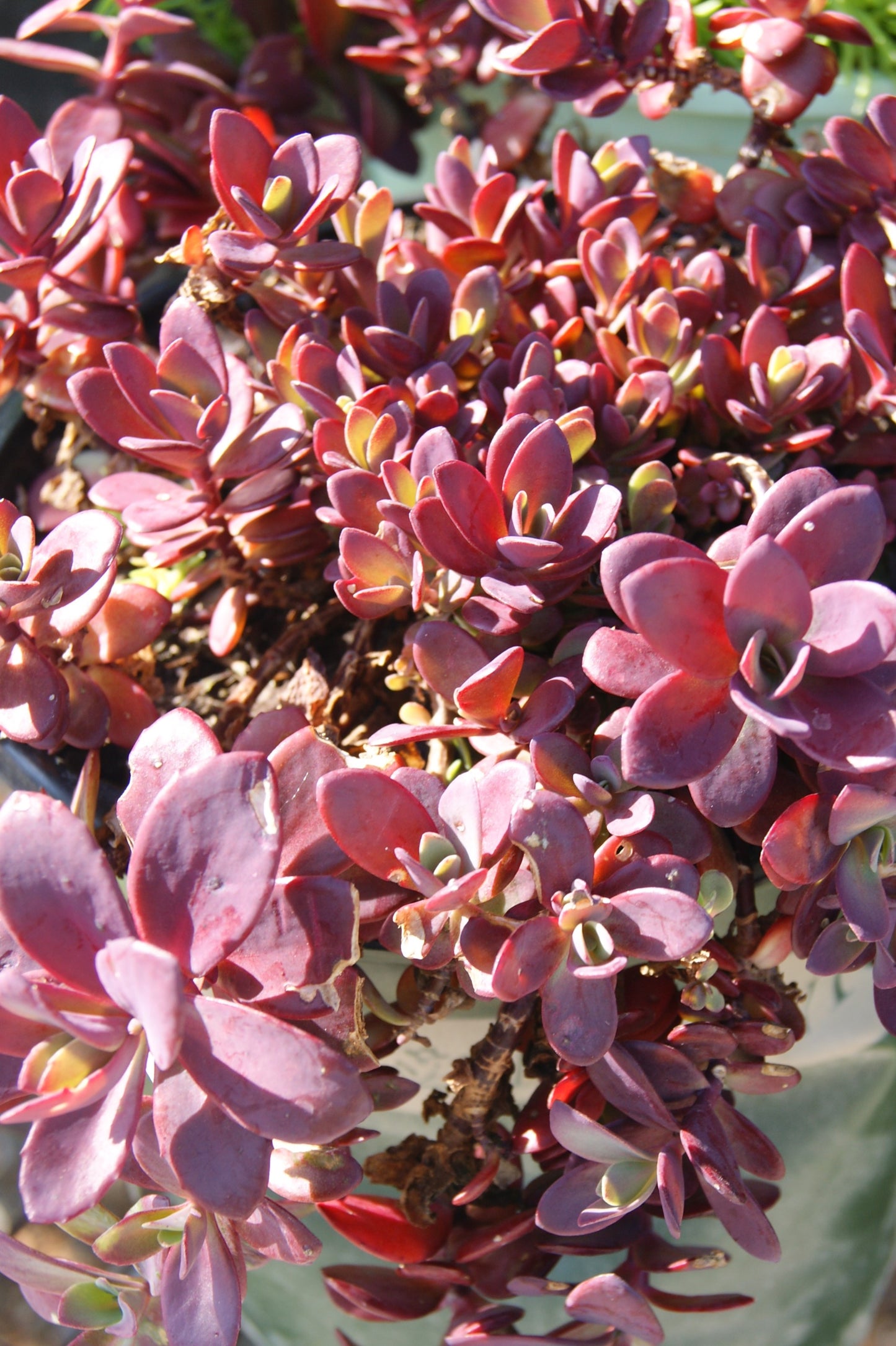 Sedum rupestre 'SunSparkler Firecracker'