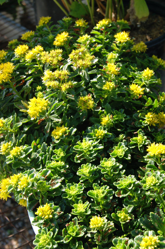 Sedum 'Little Miss Sunshine'