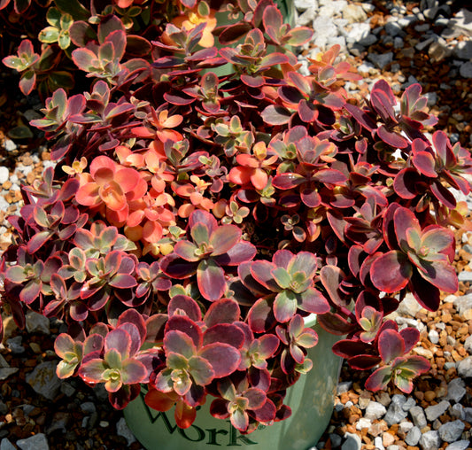 Sedum rupestre 'SunSparkler Wildfire'