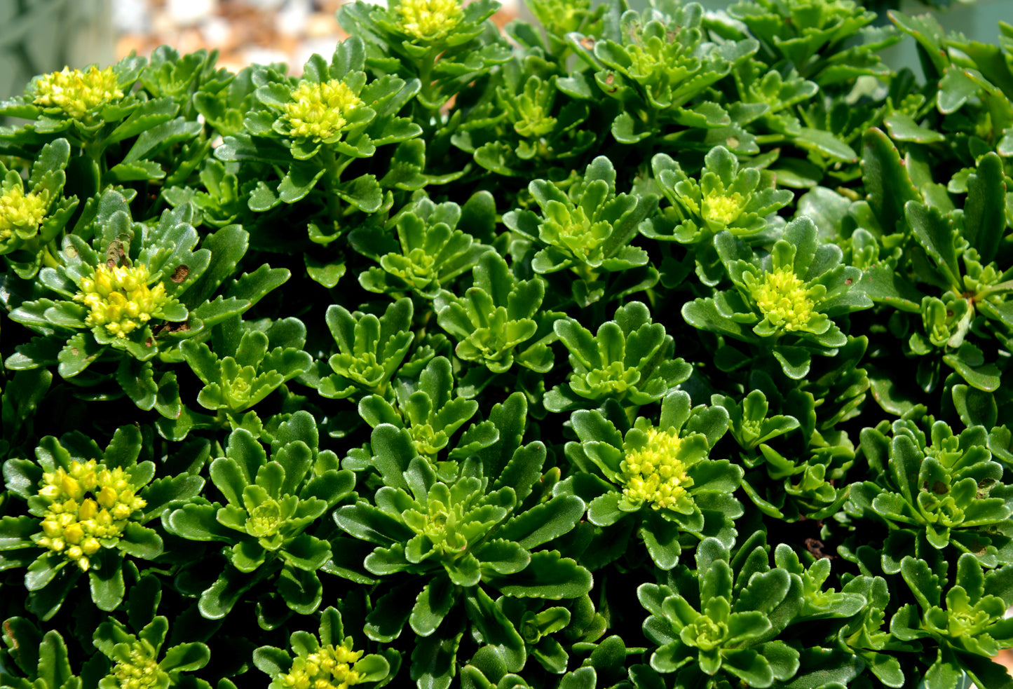 Sedum kamschaticum