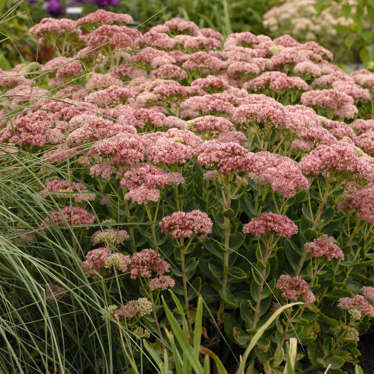 Sedum / Stonecrop / Liveforever / Frog Bellies 'Autumn Fire' (Hylotelephium)