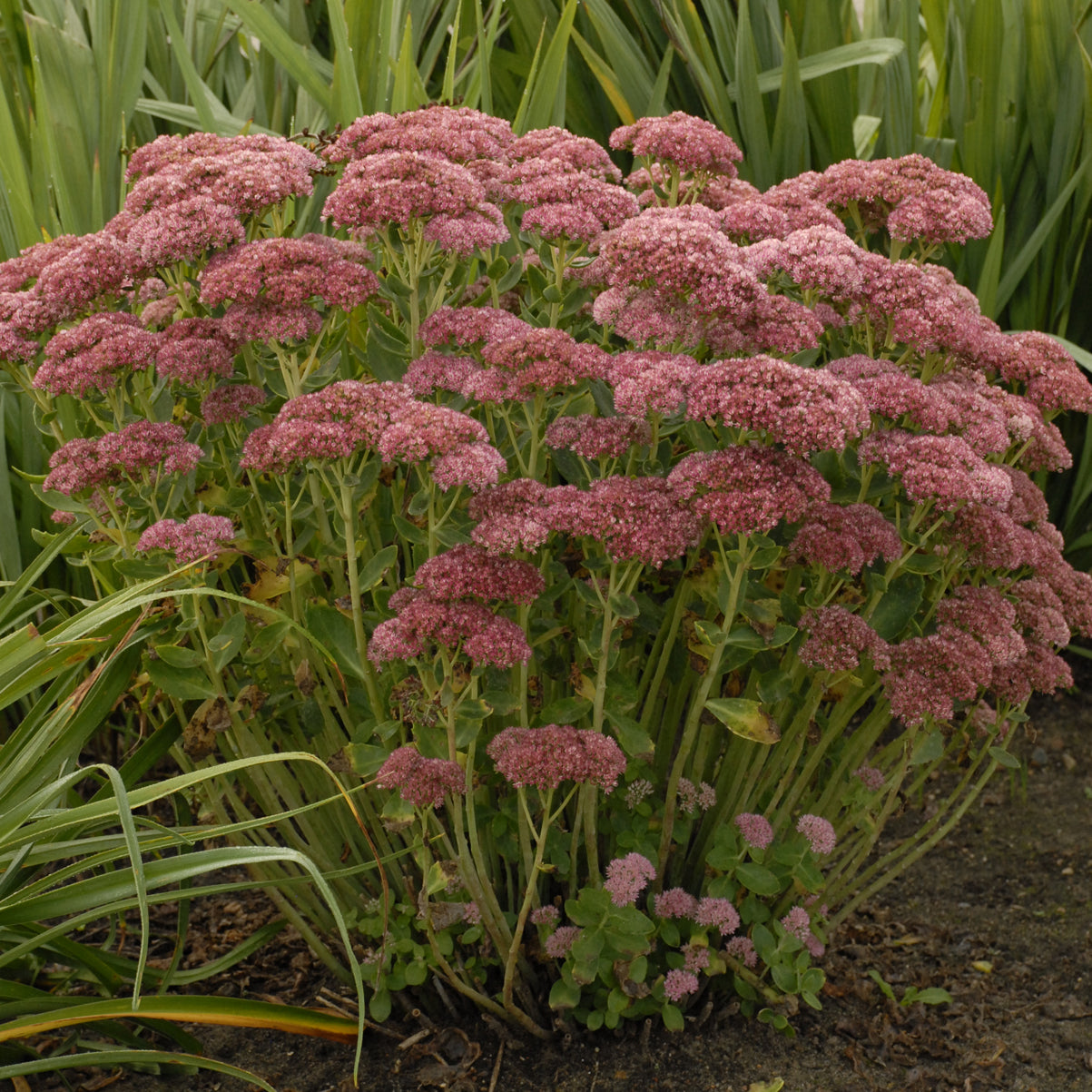 Sedum / Stonecrop / Liveforever / Frog Bellies 'Autumn Fire' (Hylotelephium)