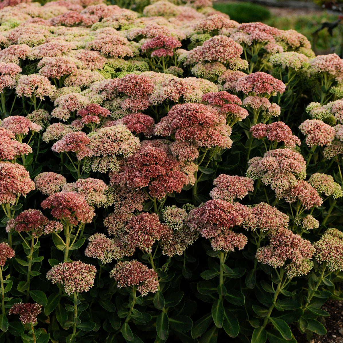 Sedum / Stonecrop / Liveforever / Frog Bellies 'Autumn Fire' (Hylotelephium)