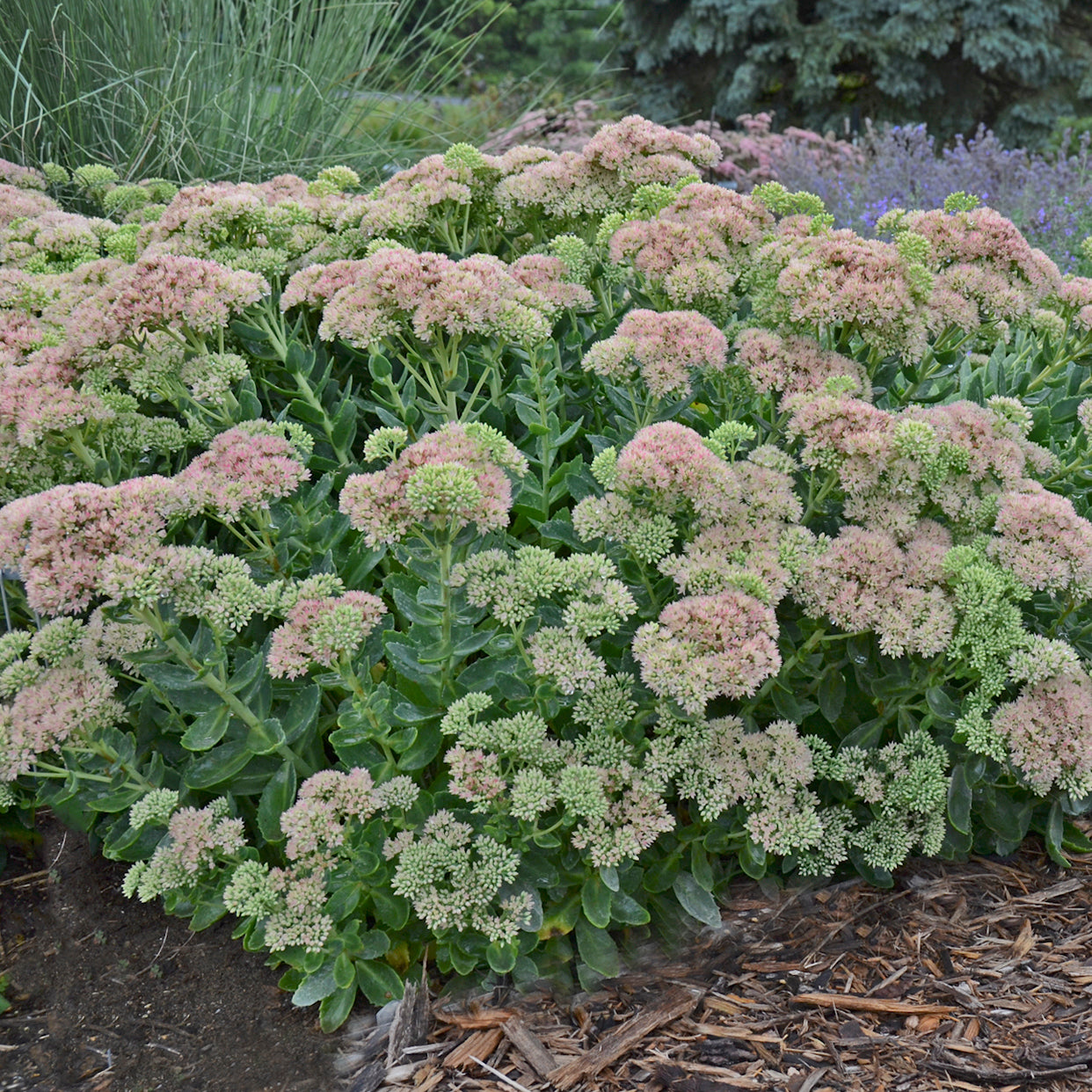 Sedum / Stonecrop / Liveforever / Frog Bellies 'Autumn Fire' (Hylotelephium)