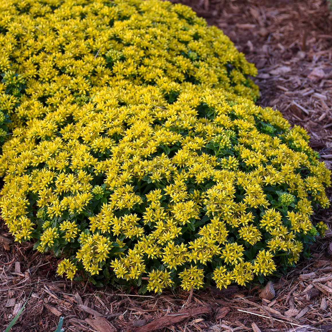 Stonecrop, Packy Sedum/ Clump 'Little Miss Sunshine'