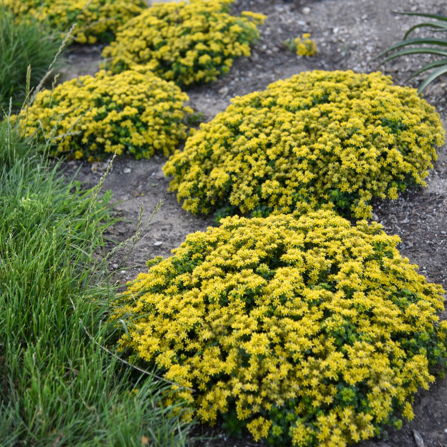 Stonecrop, Packy Sedum/ Clump 'Little Miss Sunshine'