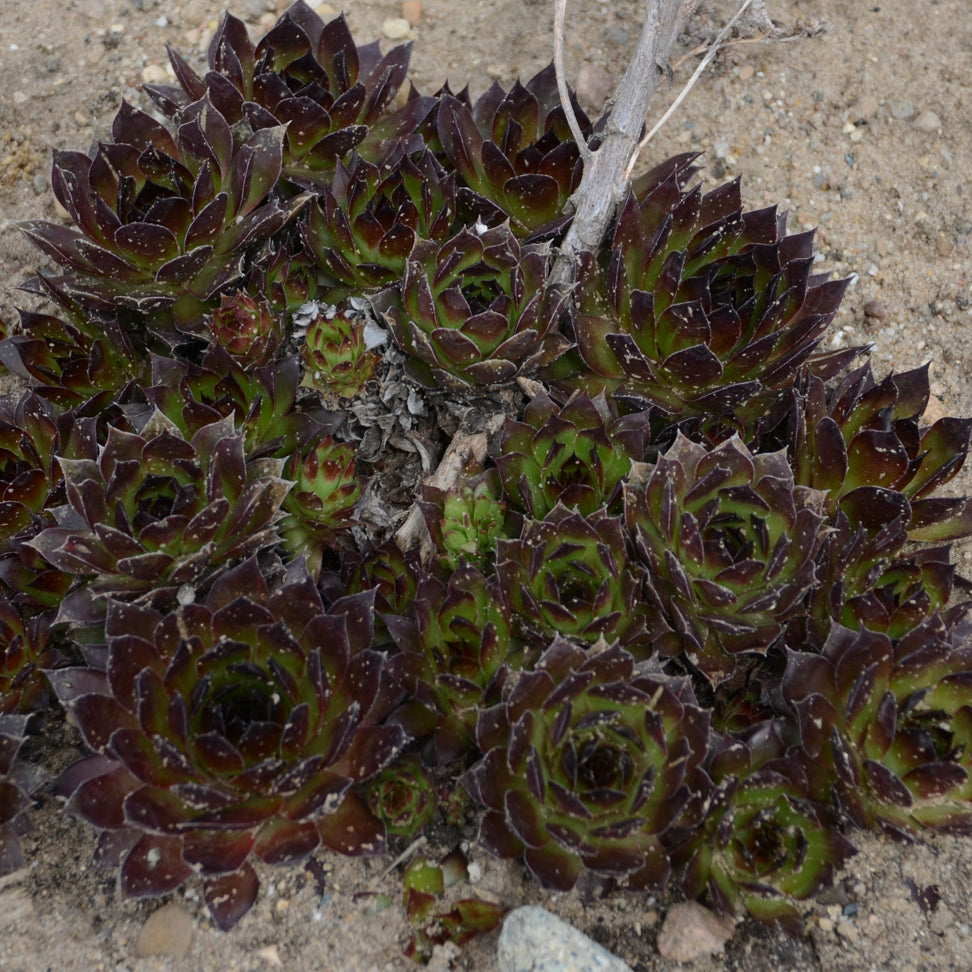 Hens & Chicks, Hardy 'Black' (Sempervivum)