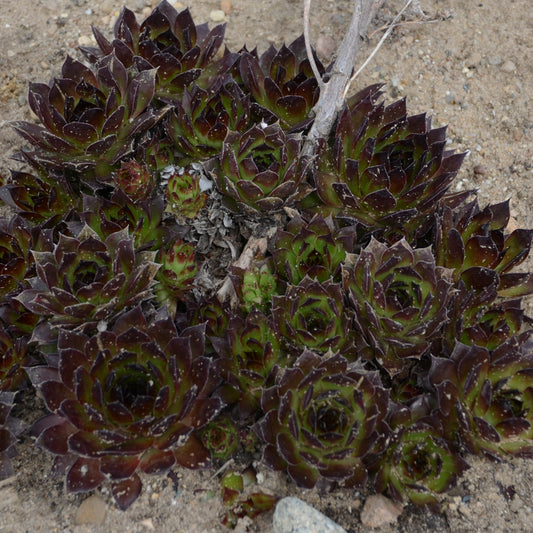 Hens & Chicks, Hardy 'Black' (Sempervivum)