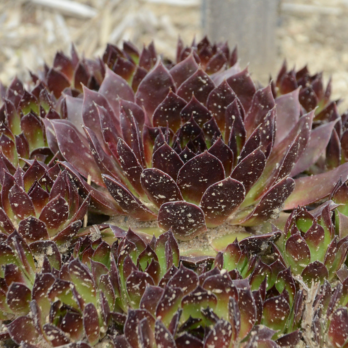 Hens & Chicks, Hardy 'Black' (Sempervivum)