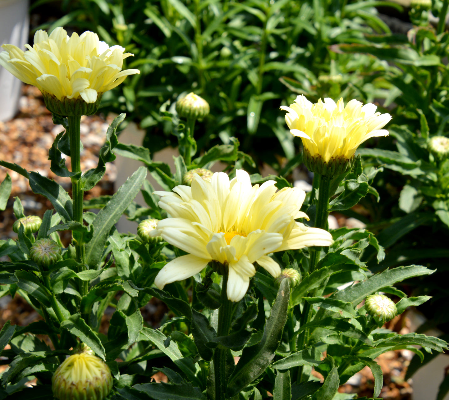 Leucanthemum 'Seventh Heaven'