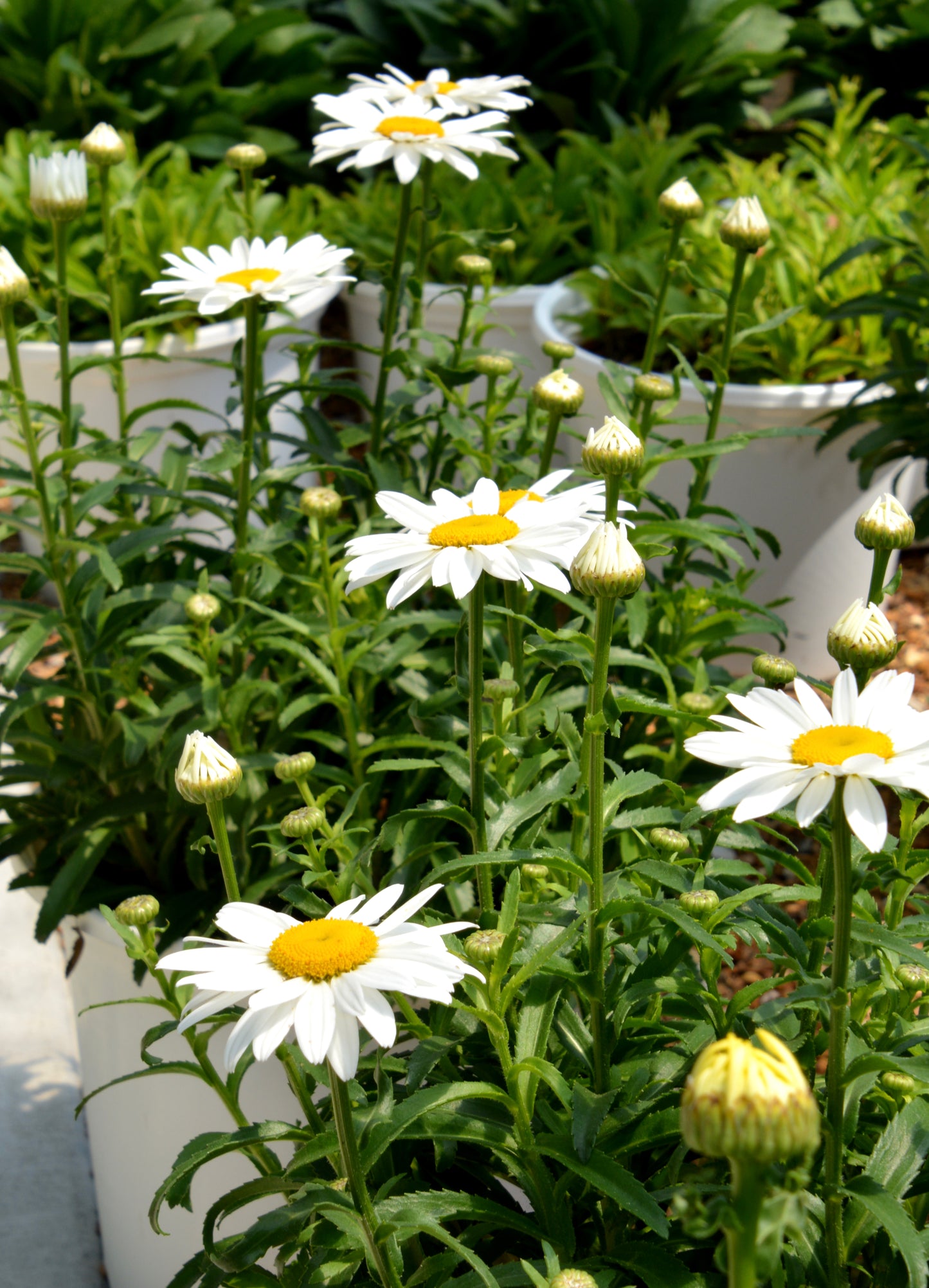 Leucanthemum 'Snowcap'