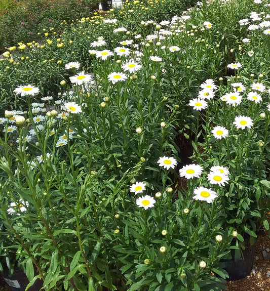 Leucanthemum 'Becky'