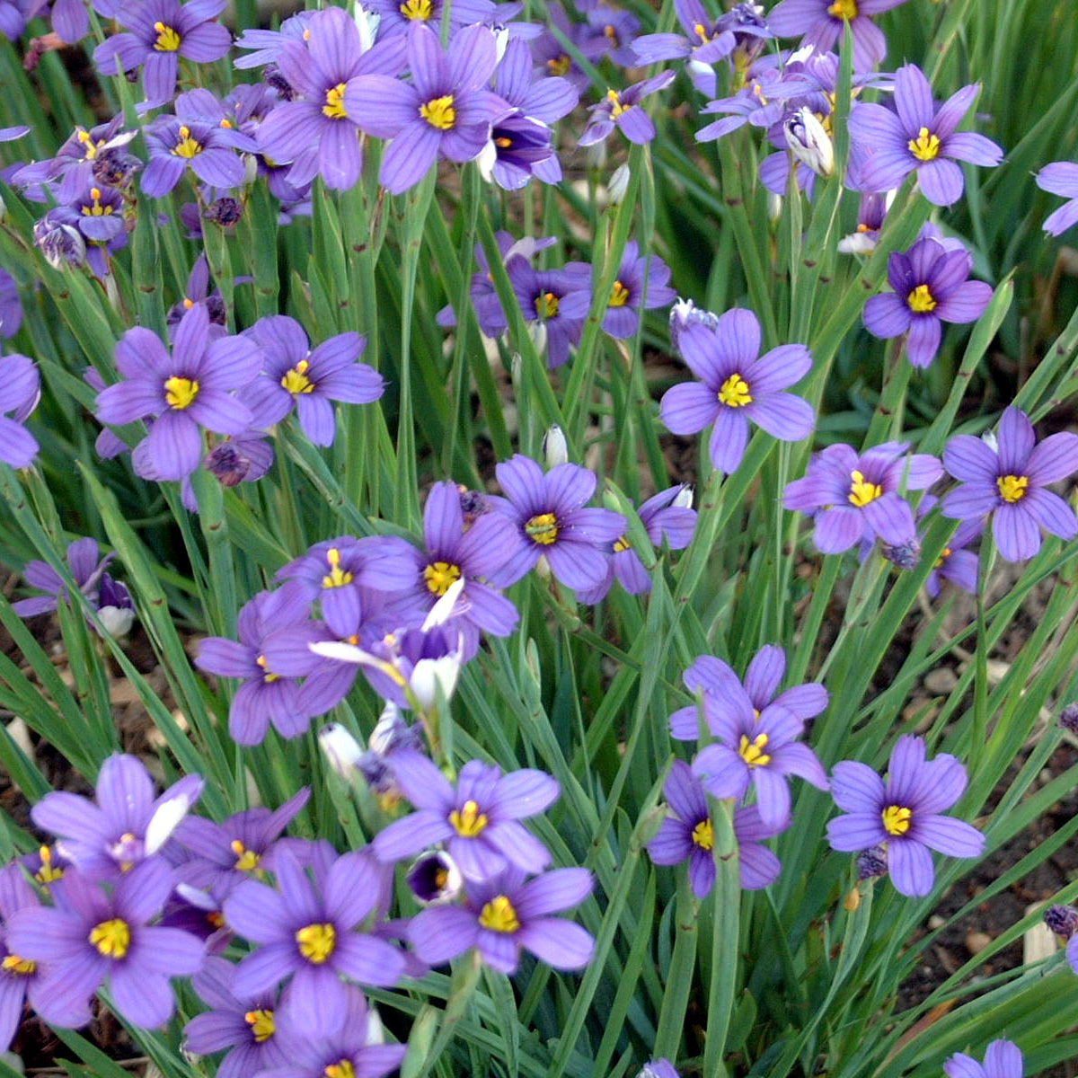 Blue-eyed-Grass 'Lucerne' (Sisyrinchium)