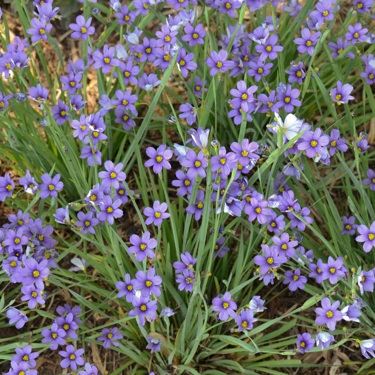 Blue-eyed-Grass 'Lucerne' (Sisyrinchium)