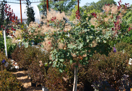 Cotinus coggygria 'Dusky Maiden'