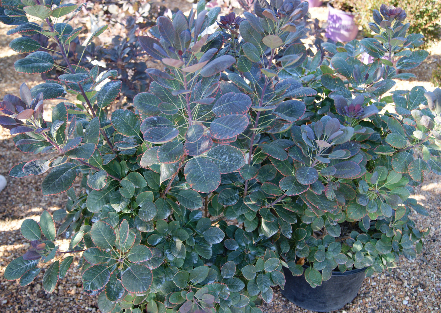 Cotinus c. 'Royal Purple'