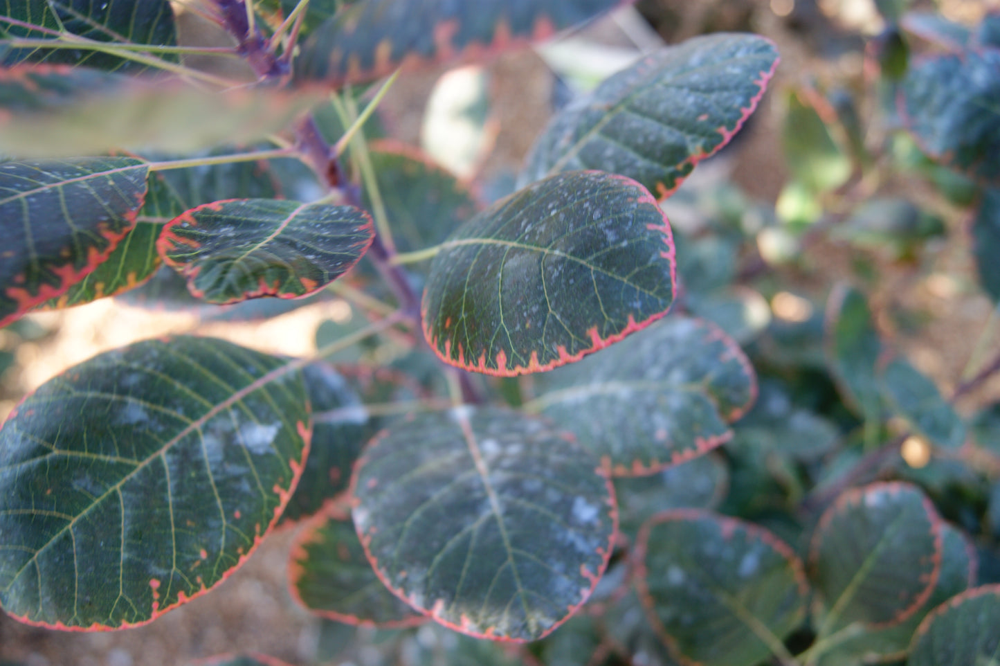 Cotinus c. 'Royal Purple'