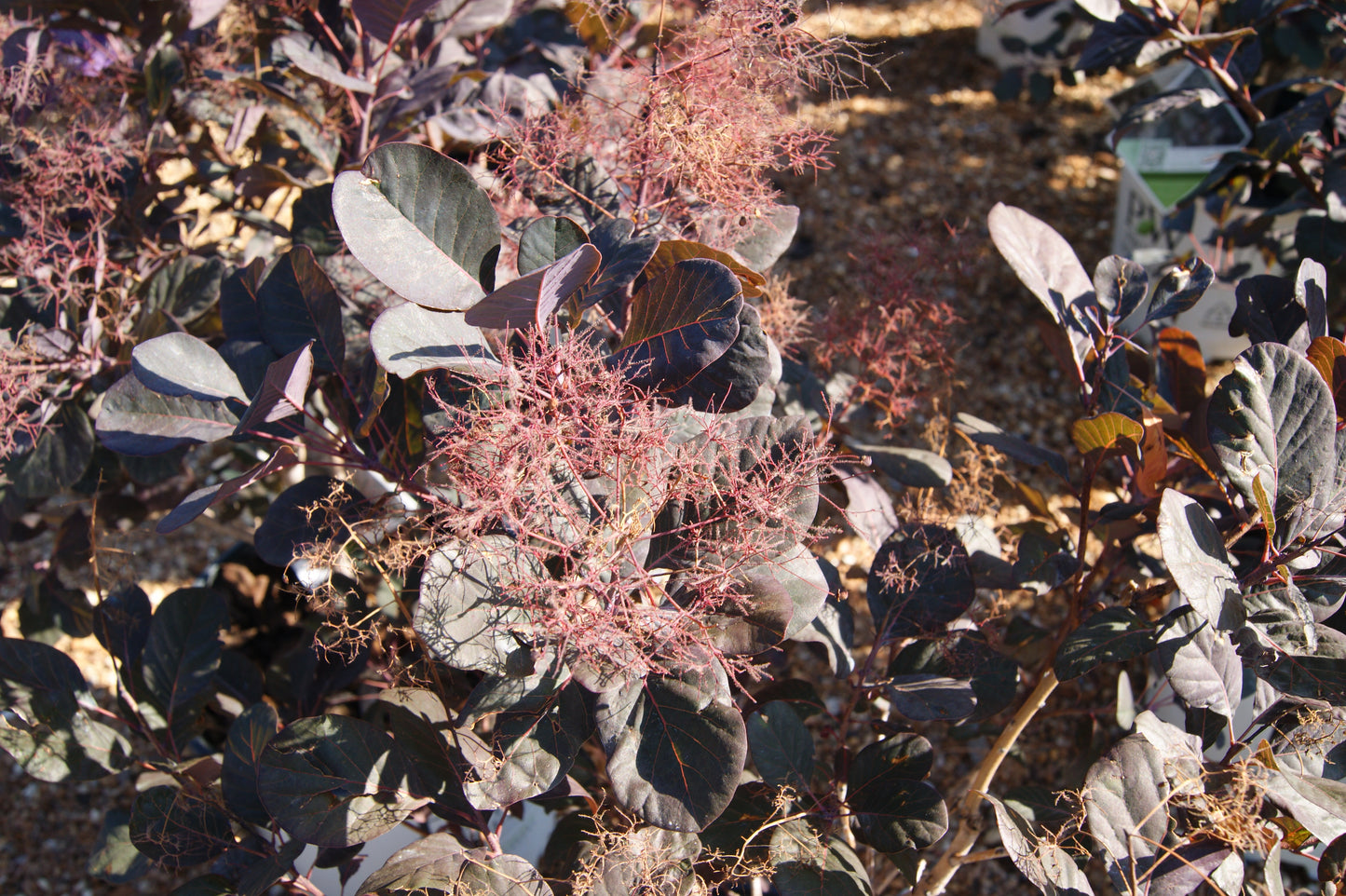 Cotinus coggygria 'Winecraft Black'