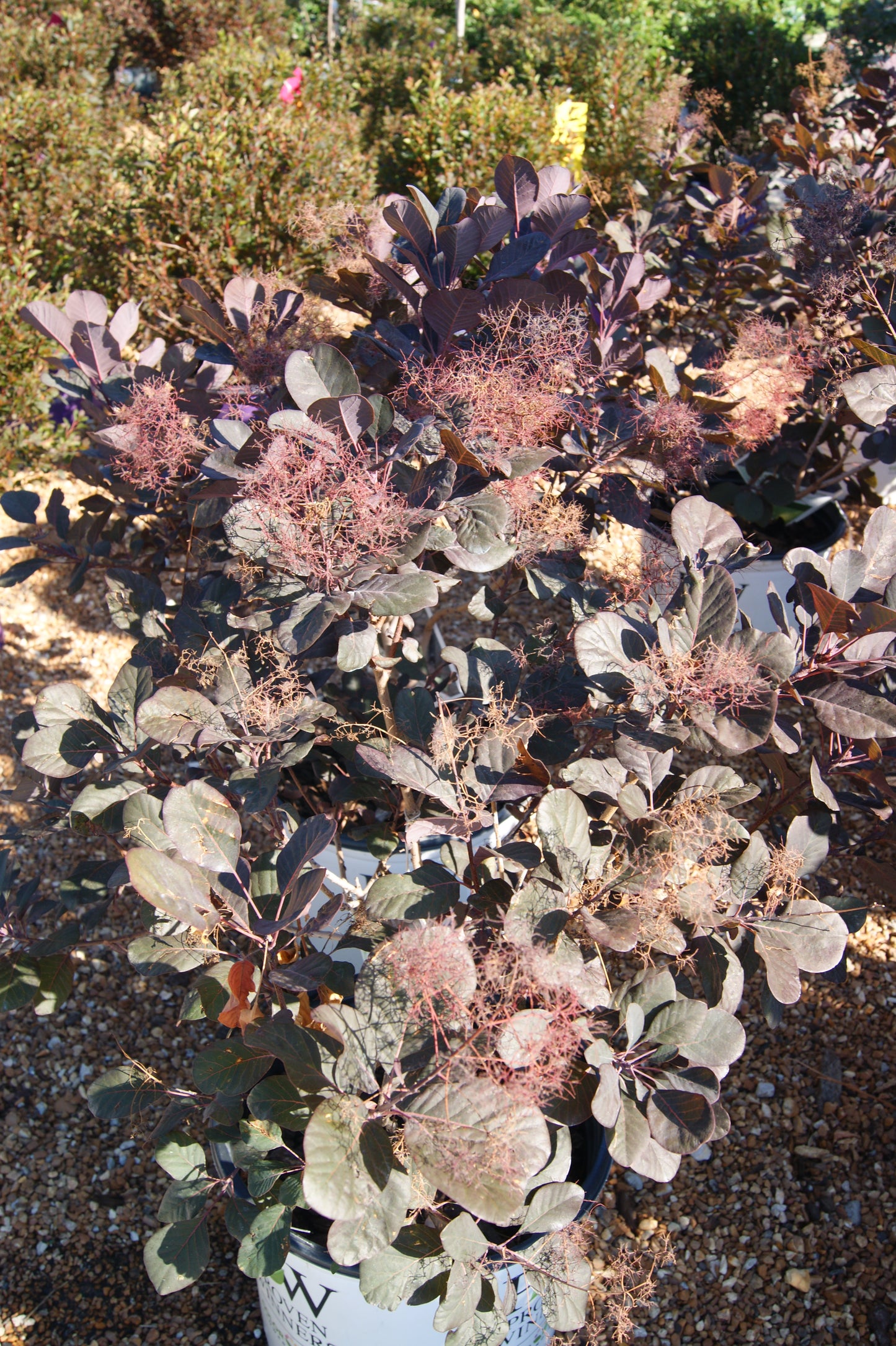 Cotinus coggygria 'Winecraft Black'