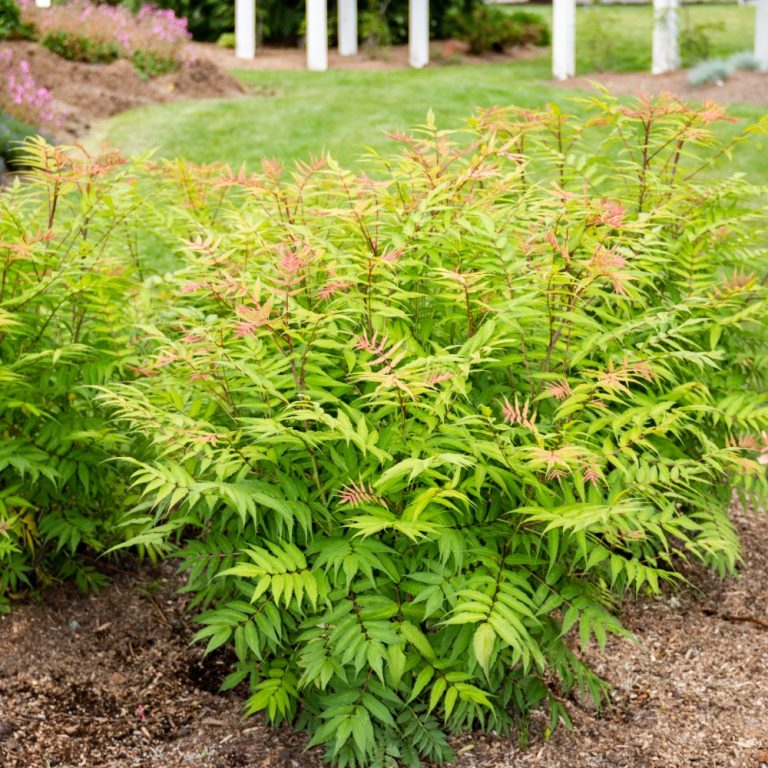 False Spirea 'Cherry on Top' (Sorbaria)