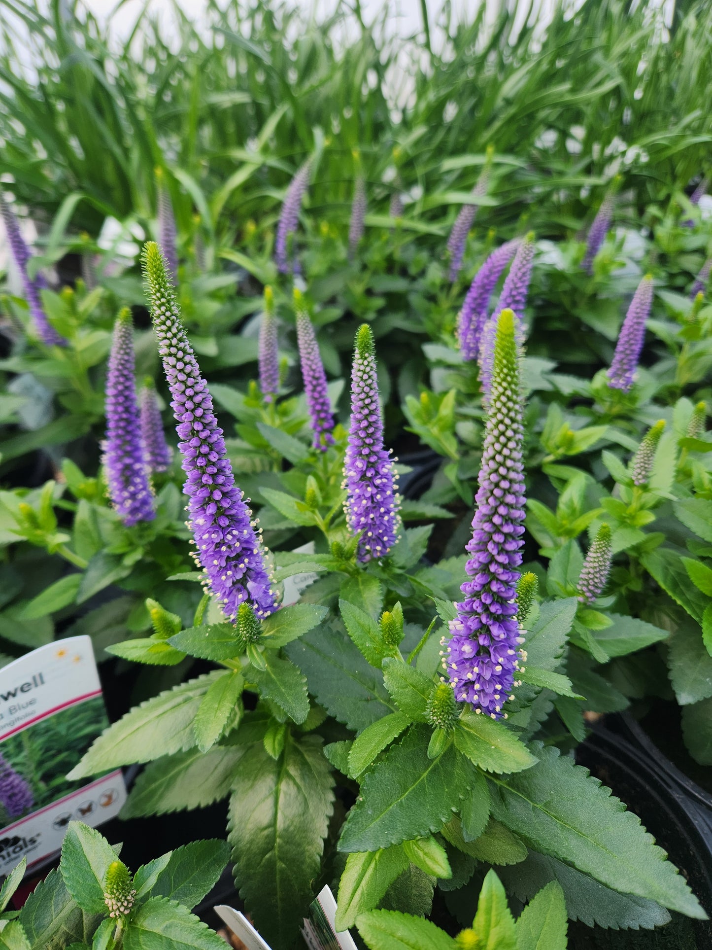 Speedwell, Spiked 'Candela Purple' (Veronica)