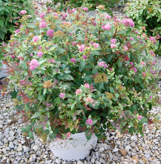 Spiraea japonica 'Double Play Artisan'