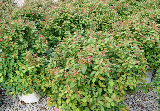 Spirea / Meadowsweet, Japanese 'Double Play Big Bang' (Spiraea)