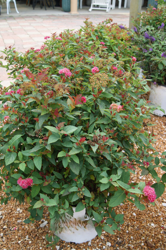 Spirea / Meadowsweet, Japanese 'Double Play Doozie' (Spiraea)