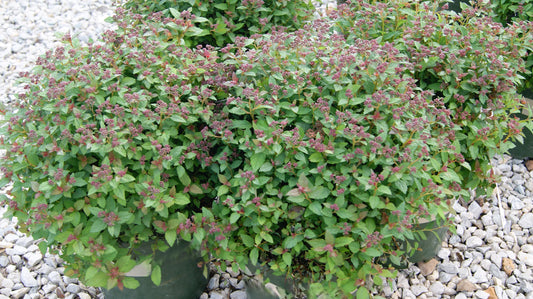 Spiraea japonica 'Little Flirt'