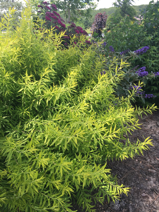Spirea / Meadowsweet, Willow-Leaf 'Gold Thread' (Spiraea)