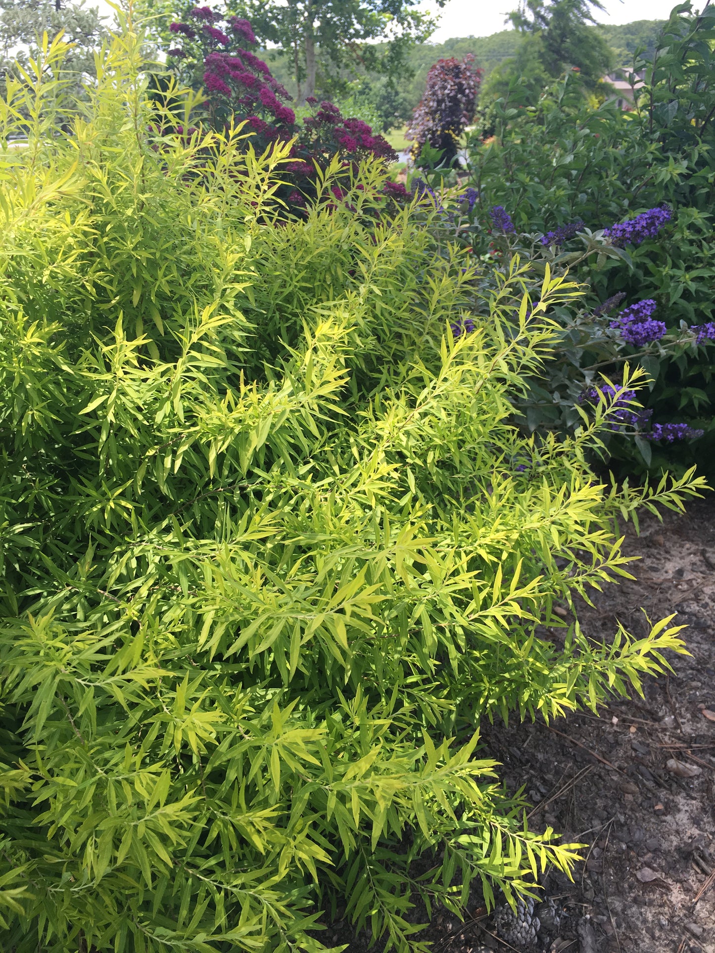 Spiraea thunberg 'Gold Thread'