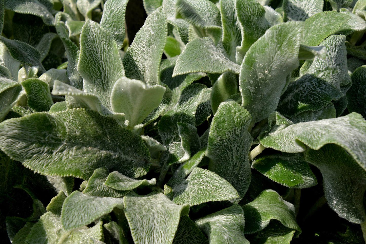 Stachys byzantina 'Silver Carpet'