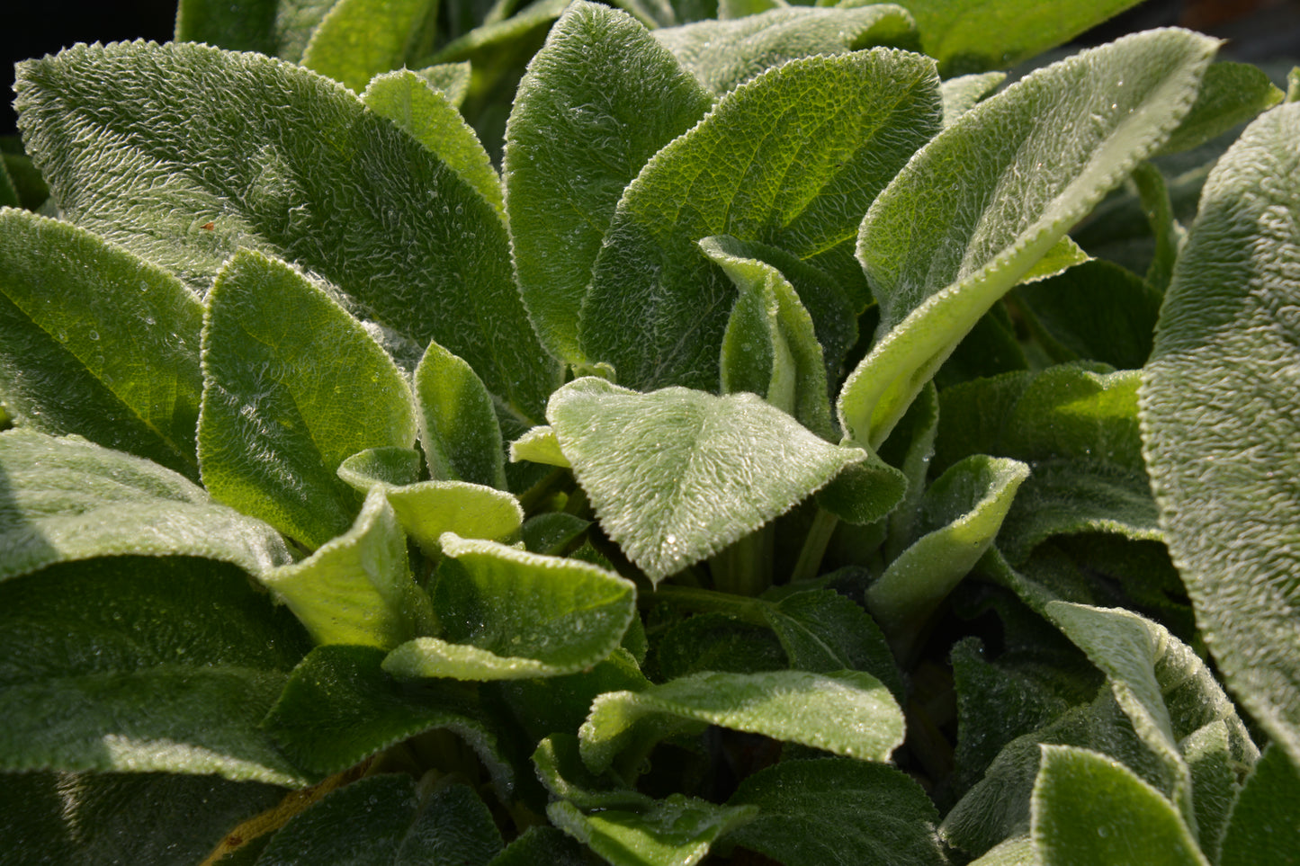 Stachys byzantina 'Silver Carpet'