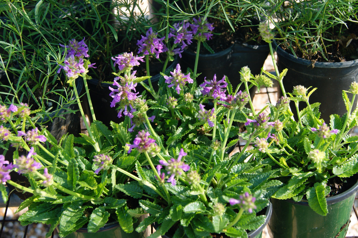 Stachys spathulata 'Minima'