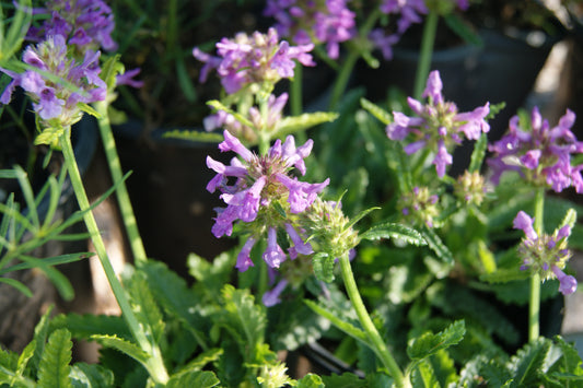 Stachys spathulata 'Minima'