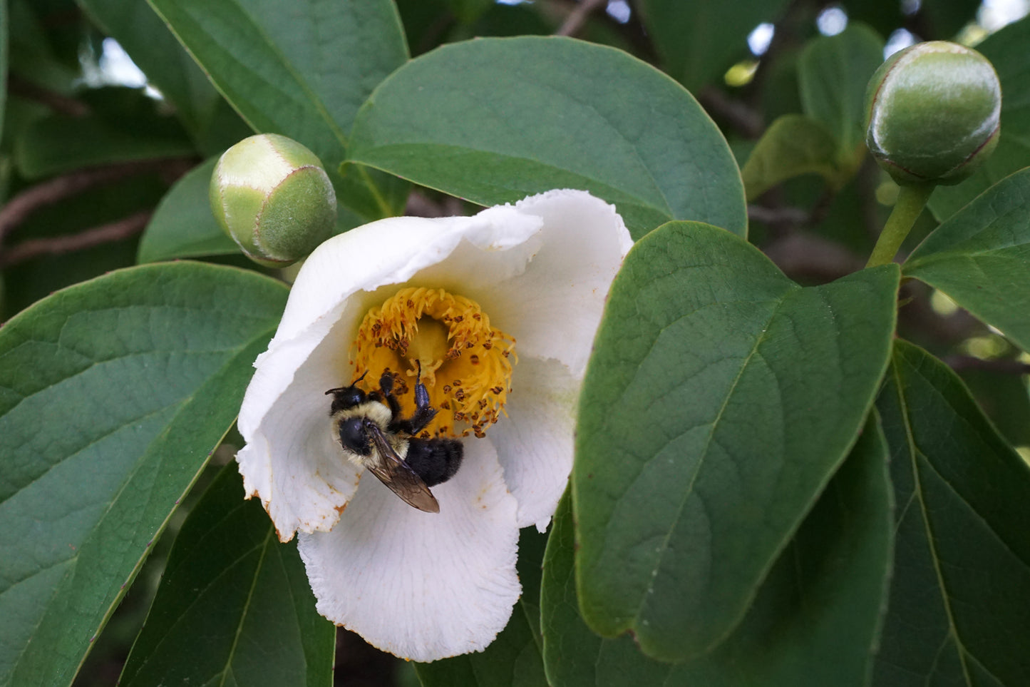 Camellia, Deciduous Japanese Summer (Stewartia) Multi-Trunk