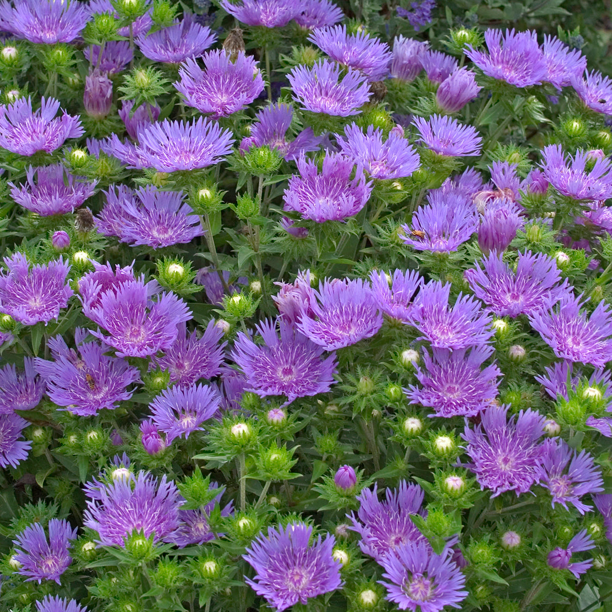 Stokes' Aster 'Peachie's Pick' (Stokesia)