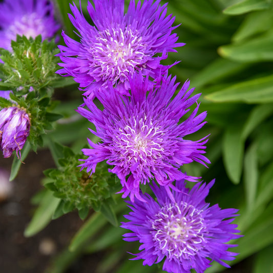 Stokes' Aster 'Honeysong Purple' (Stokesia)