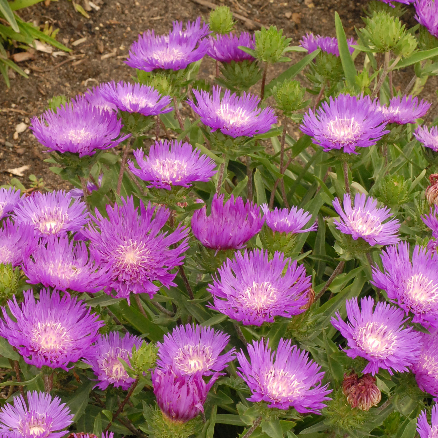 Stokes' Aster 'Honeysong Purple' (Stokesia)