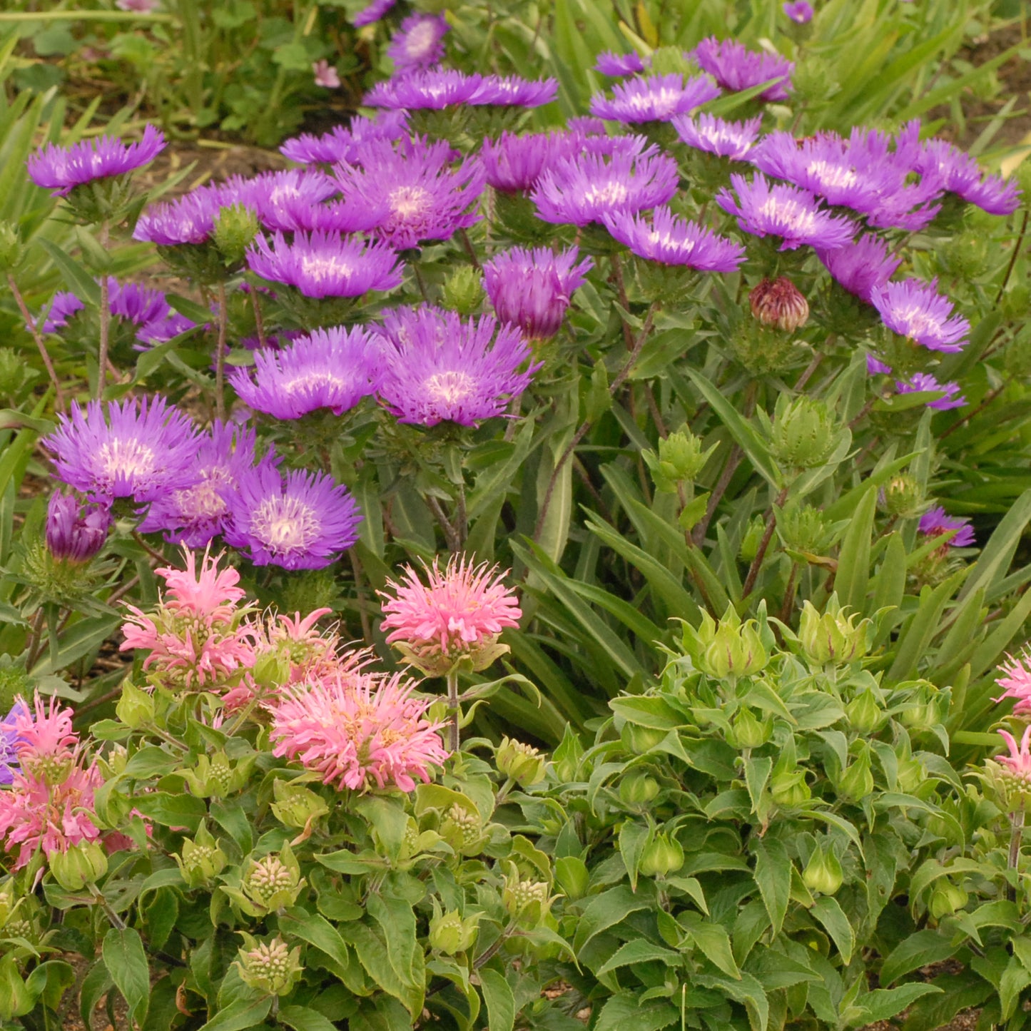 Stokes' Aster 'Honeysong Purple' (Stokesia)