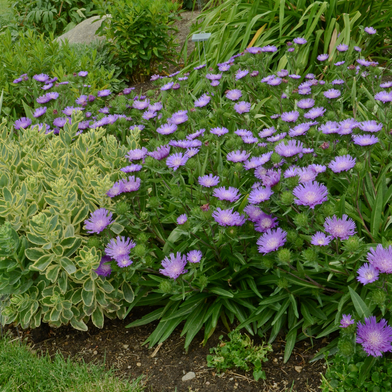 Stokes' Aster 'Honeysong Purple' (Stokesia)