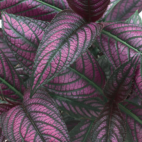 Persian Shield (Strobilanthes)