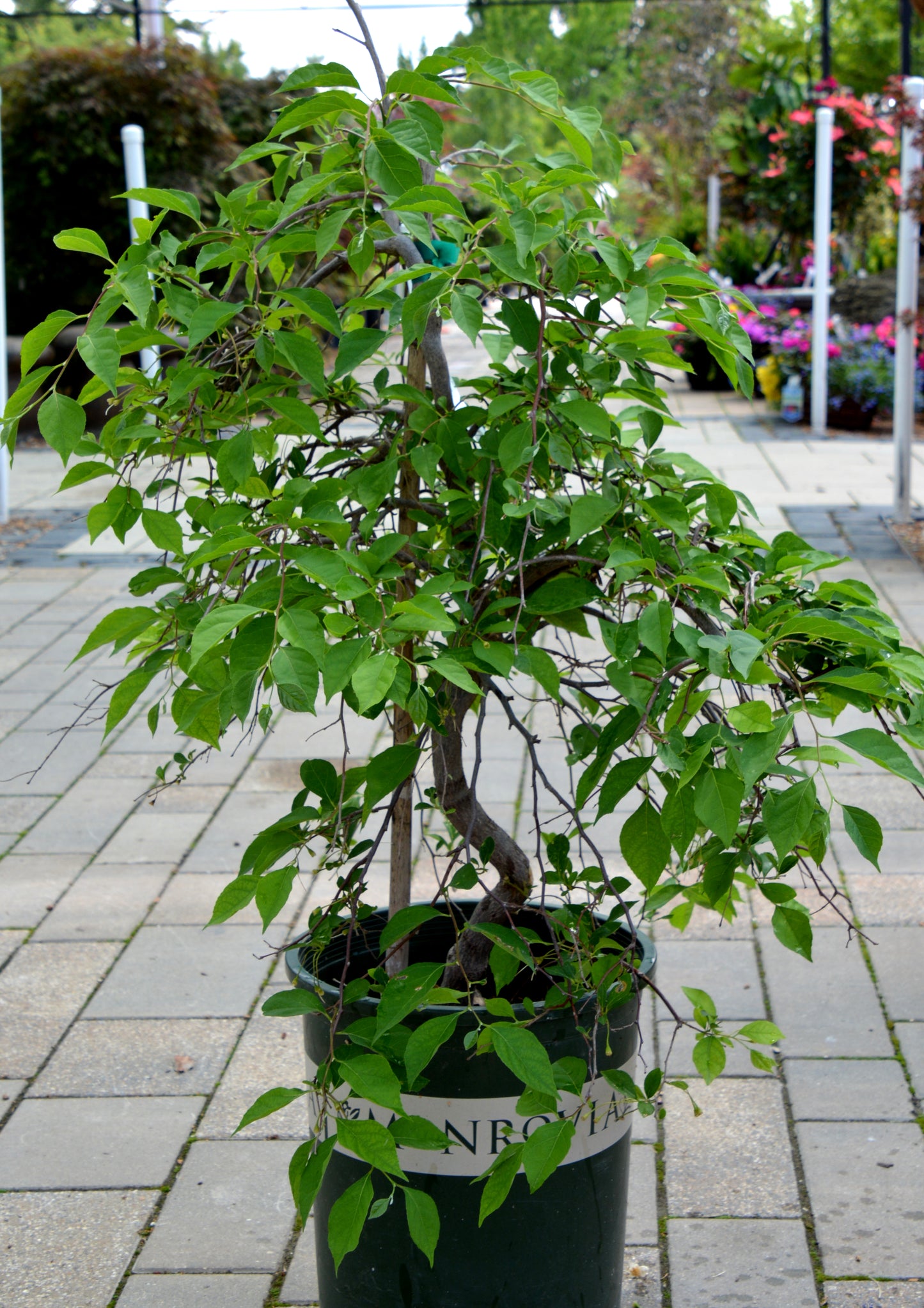 Styrax japonicus 'Fragrant Fountain'